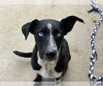 Small #1 Texas Heeler Mix