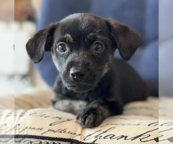 Medium Photo #5 Chiweenie Puppy For Sale in San Diego, CA, USA