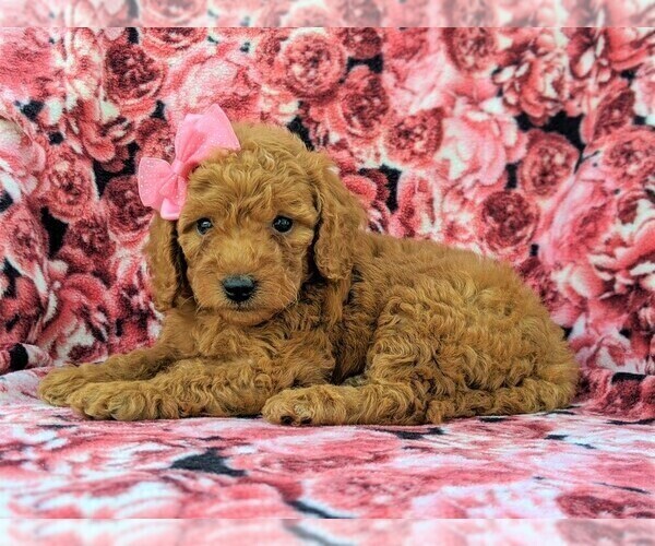 Medium Photo #5 Goldendoodle-Poodle (Miniature) Mix Puppy For Sale in GLEN ROCK, PA, USA
