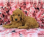 Small Photo #5 Goldendoodle-Poodle (Miniature) Mix Puppy For Sale in GLEN ROCK, PA, USA
