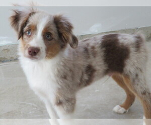 Miniature Australian Shepherd Puppy for sale in SHILOH, OH, USA