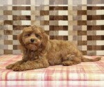Small #2 Cavapoo (Miniature)