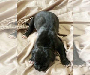 Great Dane Puppy for sale in QUITMAN, MS, USA