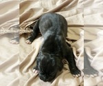 Small Photo #1 Great Dane Puppy For Sale in QUITMAN, MS, USA
