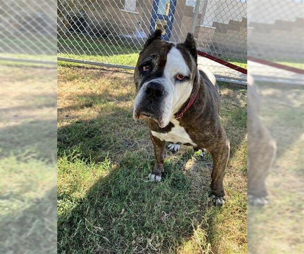 Medium Photo #2 American Bulldog-Unknown Mix Puppy For Sale in Corpus Christi, TX, USA