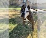 Small #1 American Bulldog Mix