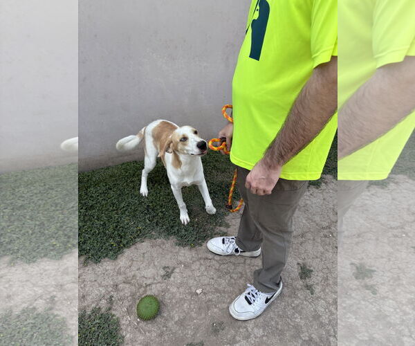 Medium Photo #4 German Shepherd Dog-Treeing Walker Coonhound Mix Puppy For Sale in Rowlett, TX, USA