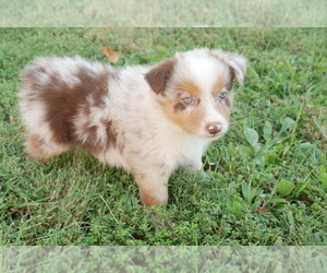 Medium Australian Shepherd