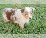 Puppy Rissa Australian Shepherd