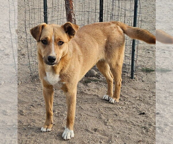 Medium Photo #15 Mutt Puppy For Sale in Lake Forest, CA, USA