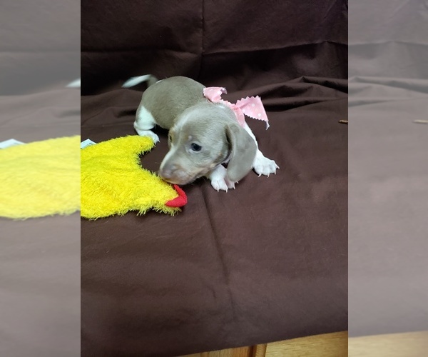 Medium Photo #1 Dachshund Puppy For Sale in YORKTOWN, TX, USA