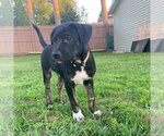 Small #3 Australian Shepherd-German Shepherd Dog Mix