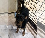Small Photo #2 Miniature Pinscher Puppy For Sale in Osgood, IN, USA