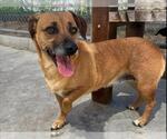 Small #1 Mutt