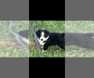 Australian Shepherd Puppy for sale in WHITAKERS, NC, USA