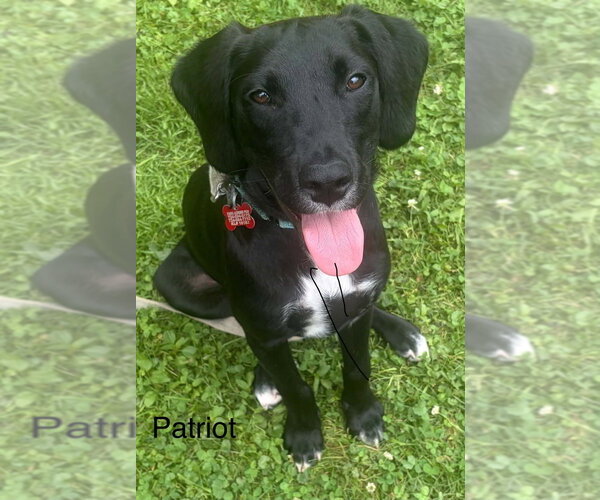 Medium Photo #1 Labrador Retriever-Unknown Mix Puppy For Sale in Springdale, PA, USA