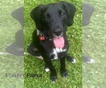 Small Labrador Retriever Mix
