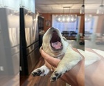 Small #7 Labrador Retriever