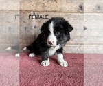 Small #12 Border Collie