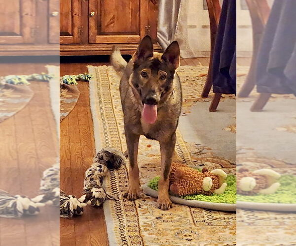 Medium Photo #18 German Shepherd Dog-Unknown Mix Puppy For Sale in Brewster, NY, USA