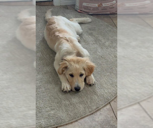 Medium Photo #2 Great Pyrenees-Unknown Mix Puppy For Sale in Tabernash, CO, USA