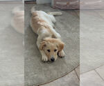 Small #1 Great Pyrenees Mix