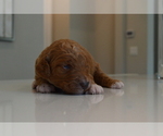 Small Photo #10 Australian Labradoodle Puppy For Sale in COLORADO SPRINGS, CO, USA