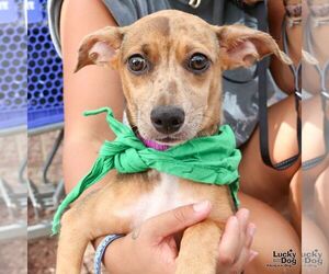 Chihuahua-Unknown Mix Dogs for adoption in Washington, DC, USA