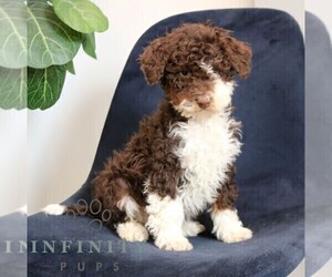 Bernedoodle (Miniature) Puppy for sale in NARVON, PA, USA