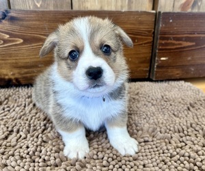Pembroke Welsh Corgi Litter for sale in ROCK VALLEY, IA, USA