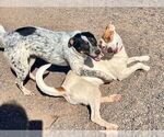 Small #2 Catahoula Leopard Dog Mix