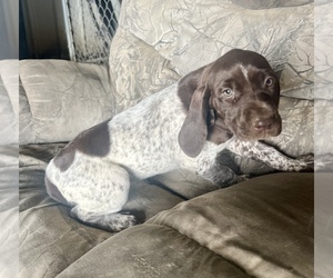 German Shorthaired Pointer Puppy for sale in WARSAW, NC, USA