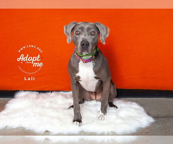 Medium Photo #4 Labmaraner Puppy For Sale in Salt Lake City, UT, USA