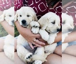 Small #1 Golden Retriever