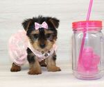 Small #8 Yorkshire Terrier