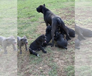 Cane Corso Puppy for sale in PARAGOULD, AR, USA
