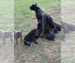 Small Cane Corso