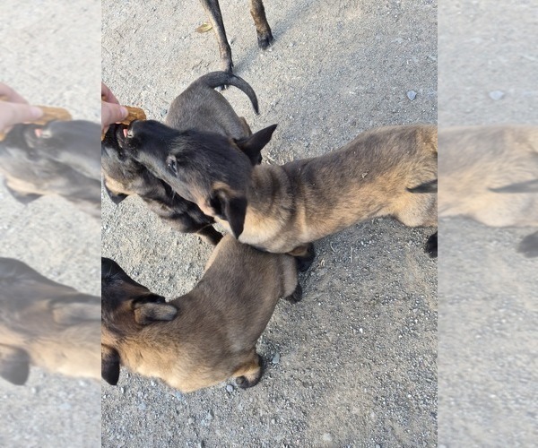 Medium Photo #10 Belgian Malinois Puppy For Sale in DIXON, CA, USA
