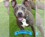 Small #2 American Staffordshire Terrier