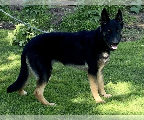 Medium Photo #1 German Shepherd Dog Puppy For Sale in BEULAVILLE, NC, USA