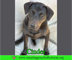 Cinder - Female Labrador Retriever-Unknown Mix Dog for Adoption - Small photo