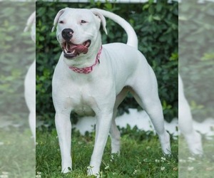 Thia - Female American Pit Bull Terrier-Unknown Mix Dog for Adoption - Photo #6