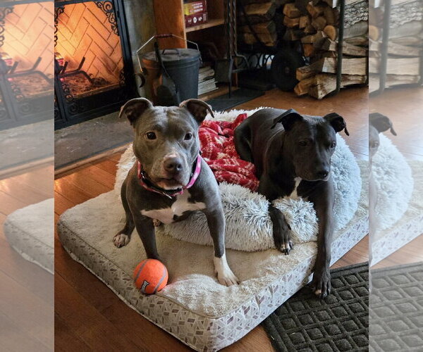 Medium Photo #9 Mutt Puppy For Sale in Mount Laurel, NJ, USA