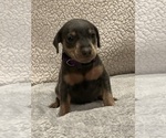 Small #4 Miniature Pinscher