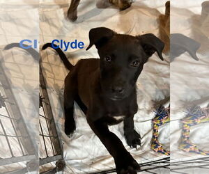 Great Dane-Unknown Mix Dogs for adoption in Jackson Township, NJ, USA