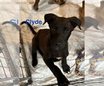 Small Great Dane Mix