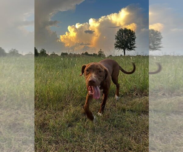 Medium Photo #8 Mutt Puppy For Sale in Claremore, OK, USA