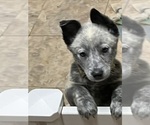 Small #1 Australian Cattle Dog