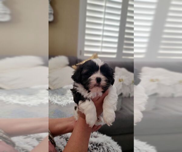Medium Photo #8 Shih Tzu Puppy For Sale in MISSION VIEJO, CA, USA