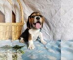 Puppy Pippin Beagle